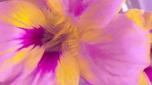 Portada de Wake My Door de Avey Tare