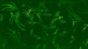 Bright Eyes "One and Done"